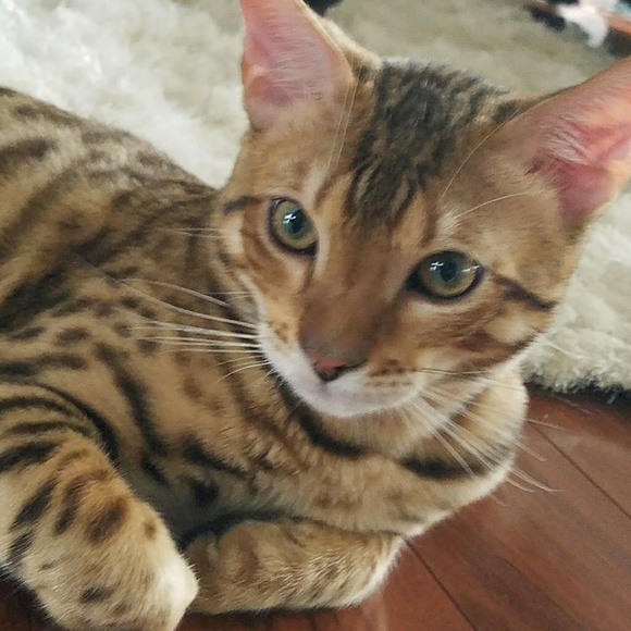 Meet your Posher, Jodi - Picture 1 of 1